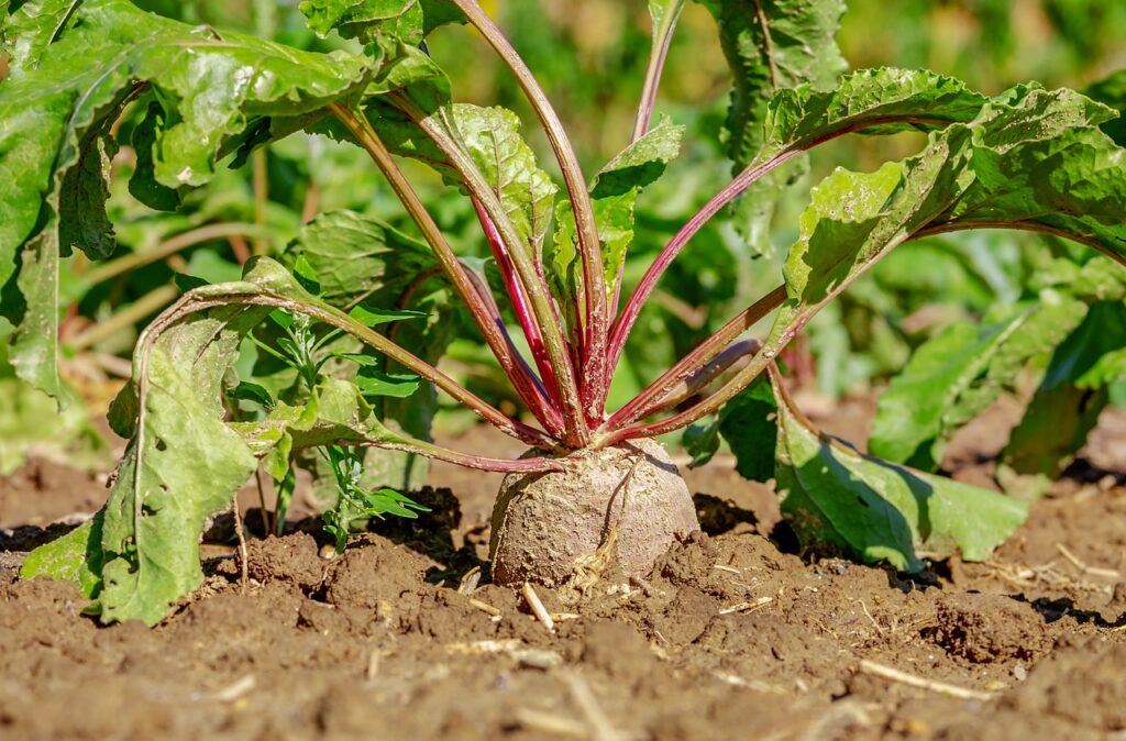 LA PRODUCTIVIDAD EN EL CAMPO