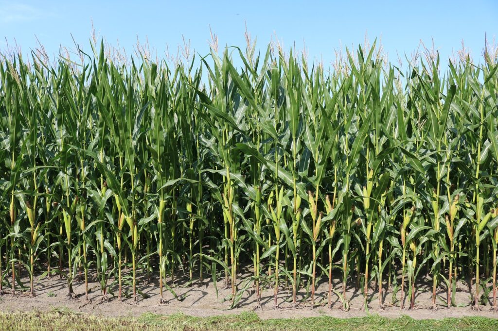 LA PRODUCTIVIDAD DEL CAMPO