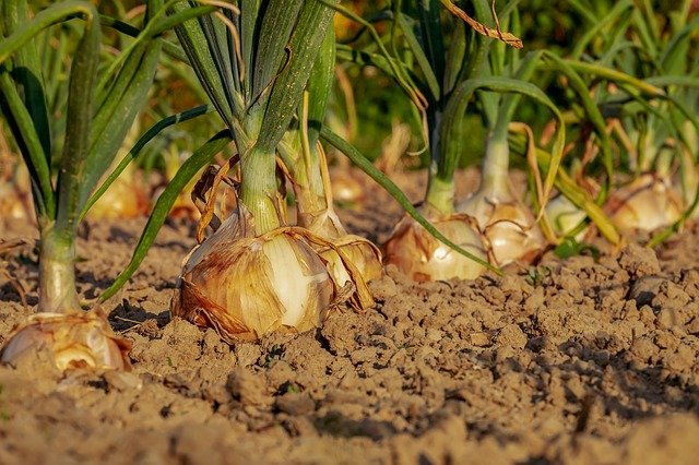 LA AGRICULTURA DE PRECISIÓN