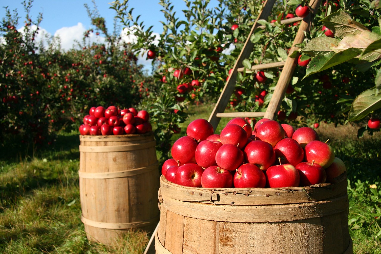 LA ECOAGRICULTURA