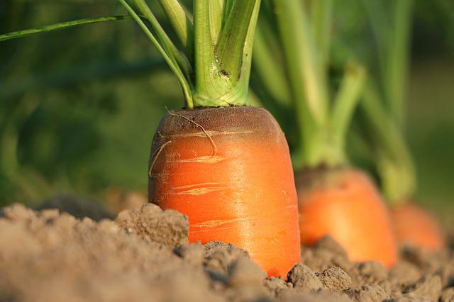 LA ECOAGRICULTURA