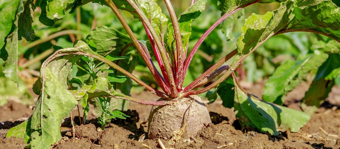 LA PRODUCTIVIDAD EN EL CAMPO